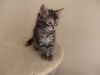 Registered Pedigree Siberian Kittens For Sale