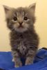 Pure Siberian Kittens With Excellent Pedigree/Call or text (646) 598-