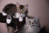 registered Siberian Kittens