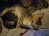 Shalom Shepherd HYPOALLERGENIC Siberian Kittens