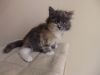 Pure Siberian Kittens With Excellent Pedigree