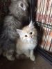 Female Siberian Kitten For Sale