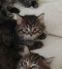 Quality Registered Siberian Kittens