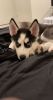 Siberian Husky puppy pure bred akc registered