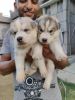 2 month old husky pups with blue eyes