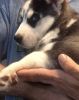 2 Month Old Baby Siberian Husky