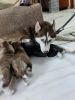 Show standard blues and red eye husky puppies in chennai