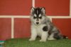 50 days old pure breed Siberian Husky Male