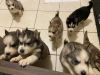Husky Puppies for sale!