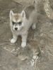 Husky male puppy