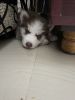 Siberian Husky Male, Vaccinated, 2 months old