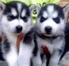 Siberian Huskies puppies Available for sale now