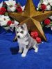 (Only one left) AKC Adorable Siberian Husky Puppies
