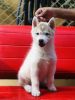 Show quality Siberian Husky female puppy available