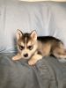 male and female Siberian Husky puppies for sale.