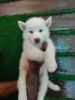 White husky with blue eye, vaccination 50day puppy
