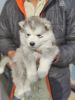 Siberian husky available male and female both