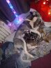 Husky pups for sale