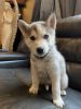 Siberian Husky Puppies need a loving home