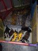 Siberian Huskys For Sale