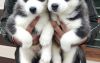 ORIGINAL KCI AND VACCINATED BLUE EYES SIBERIAN HUSKY PUPPIES FOR SALE