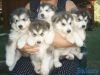 lovely Siberian Husky puppies for sale.