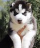 Siberian Husky pups for sale
