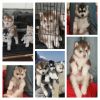 Syberian Husky puppy for sale
