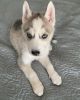 One male and one female Siberian Husky pups are looking for a home