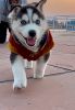 Siberian husky black and white blue eyes