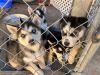 Beautiful Siberian Husky Puppies for sale