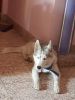Siberian husky puppy female 5 months old with fully vaccined