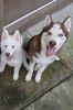 Siberian Huskies for adoption