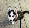 Healthy Huskies ready and available for new homes