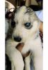 Blue eyes husky puppy