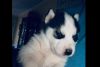 For Sale AKC Siberian Husky pups