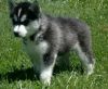 vaccinations siberian husky for youe home