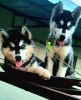 I willing to sell my cute puppies (syberyan husky)