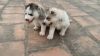 Beautiful Siberian husky puppies with blue eyes