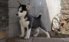 House trained Siberian Husky puppies for sale.