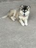 Mixed Husky Puppies For Sale