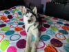 Sweet and gorgeous female husky