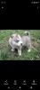 Husky Siberian