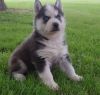 well trained siberian husky puppies for sale