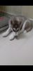 Siberian huskey with paper contact xxxxxxxxxx