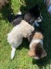 3 pure bred Siberian Husky Puppies
