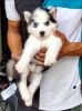 Husky Blue eye's female pup for sale