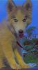 very interactive Siberian husky wooly coat male blue eyes