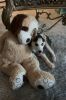 Beautiful HUSKY Puppy!! for sale