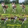 Handsome Husky puppy male looking for home